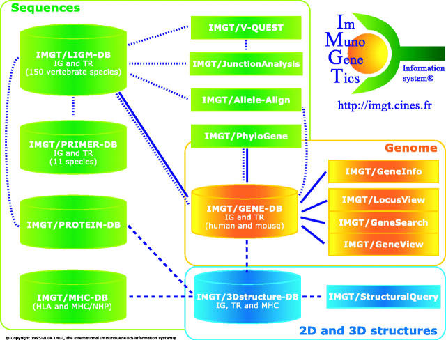 IMGT, the international ImMunoGeneTics information system.